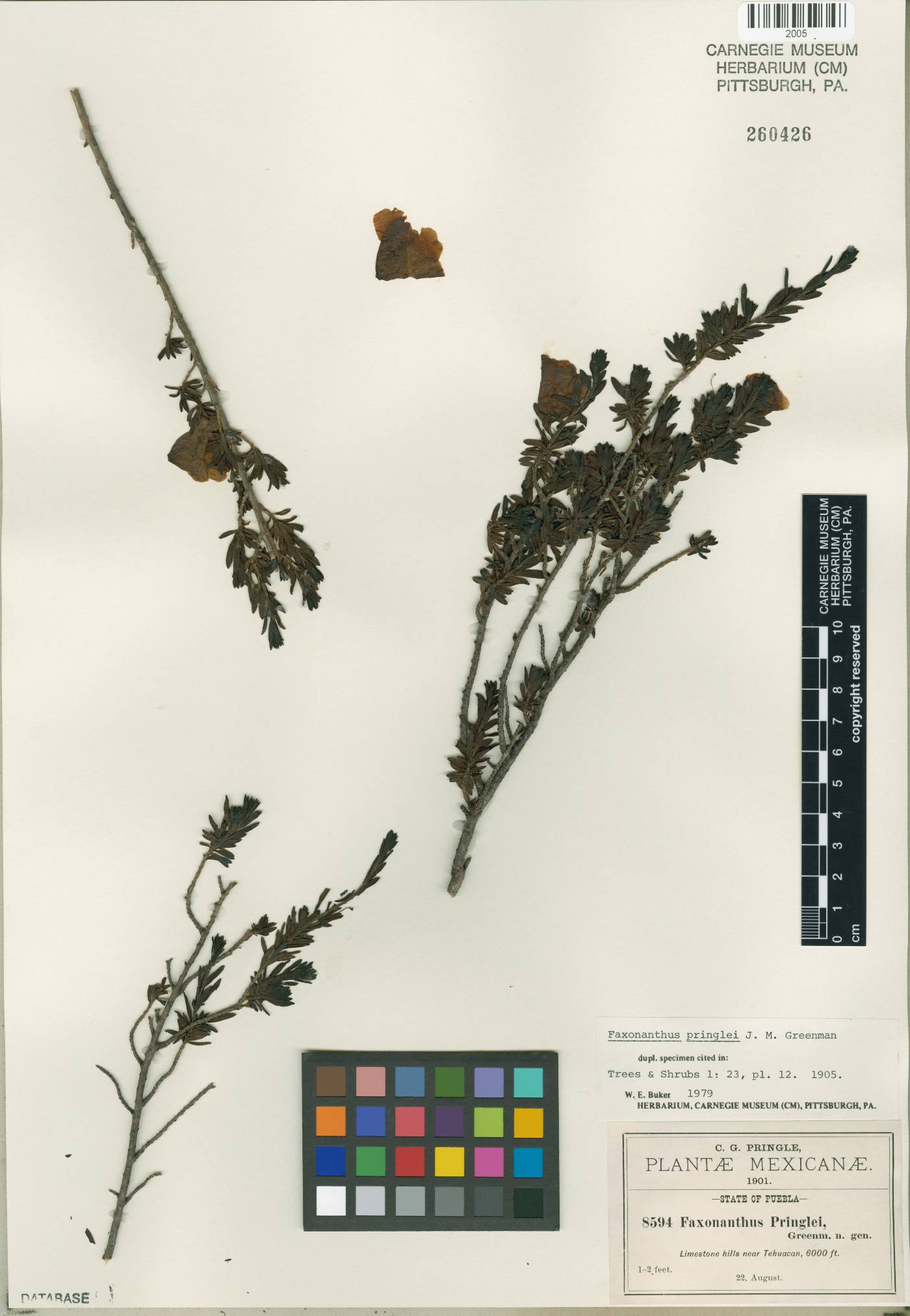 Leucophyllum pringlei image