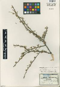 Image of Schaefferia stenophylla