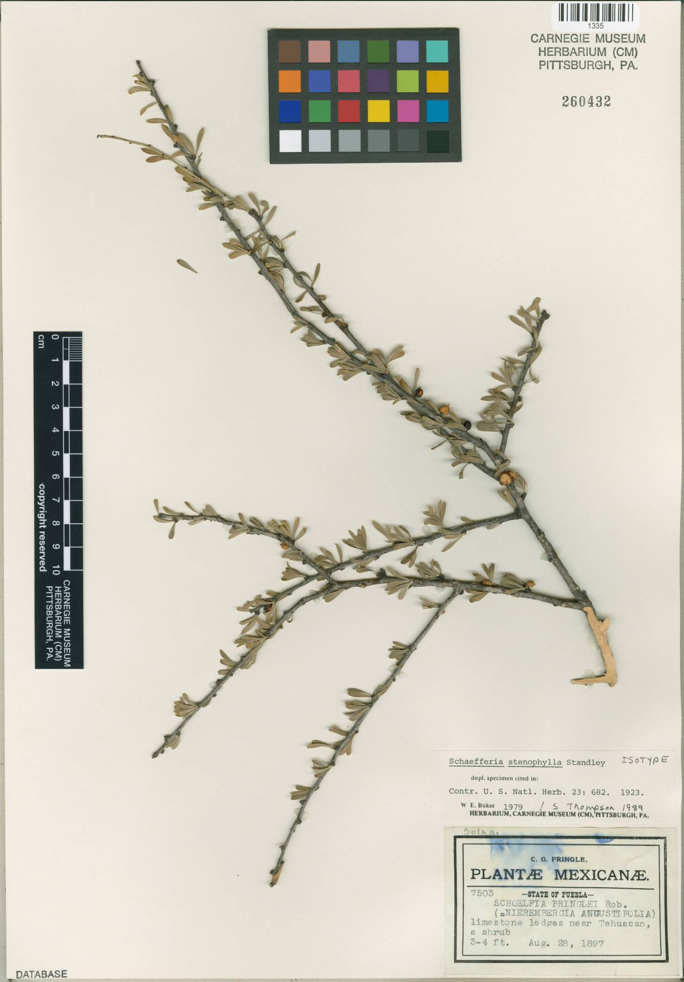 Schaefferia stenophylla image