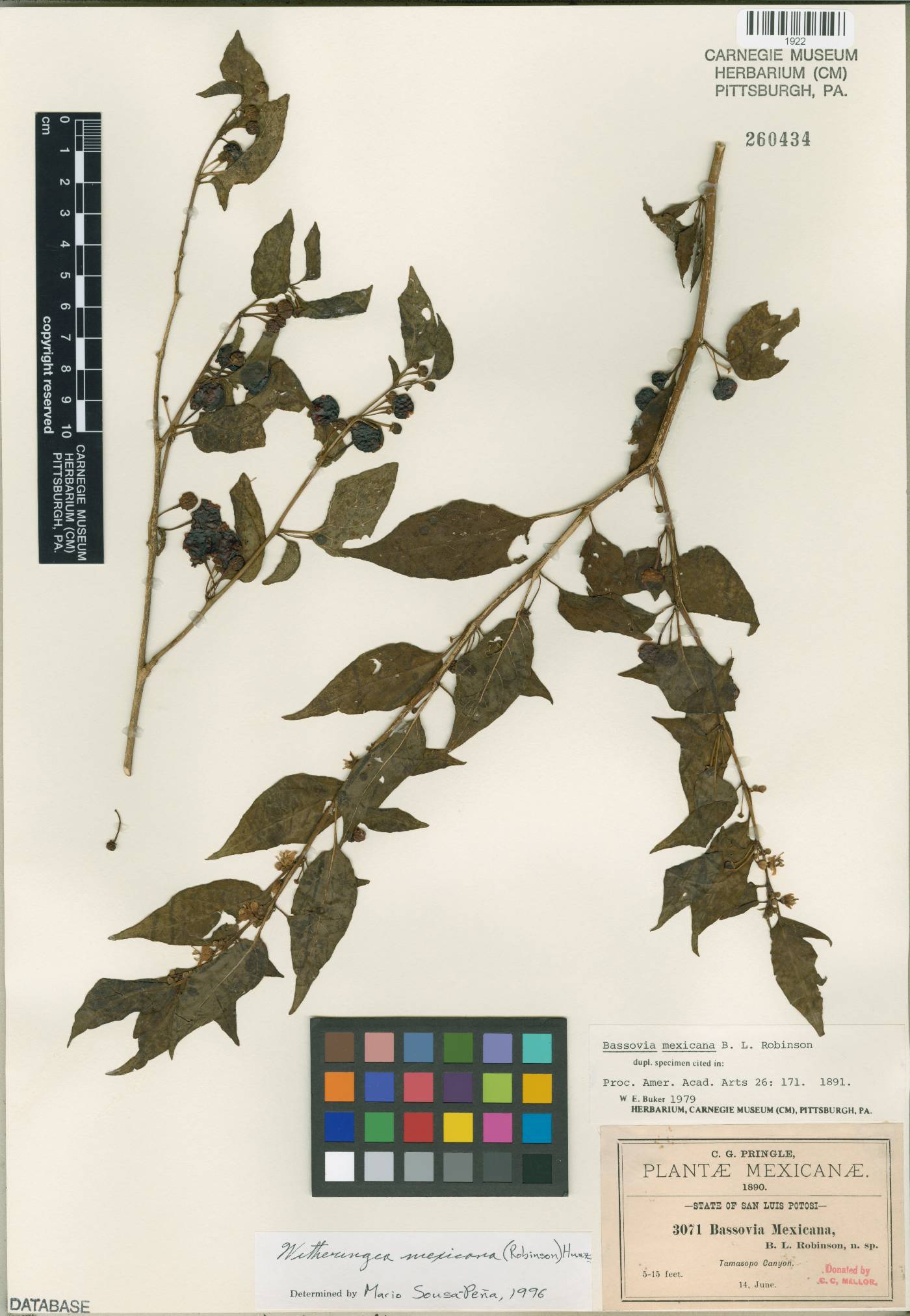 Witheringia mexicana image