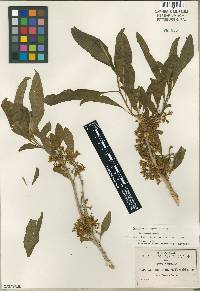 Image of Acnistus arborescens