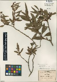 Cladocolea pringlei image