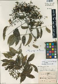 Zanthoxylum acuminatum image