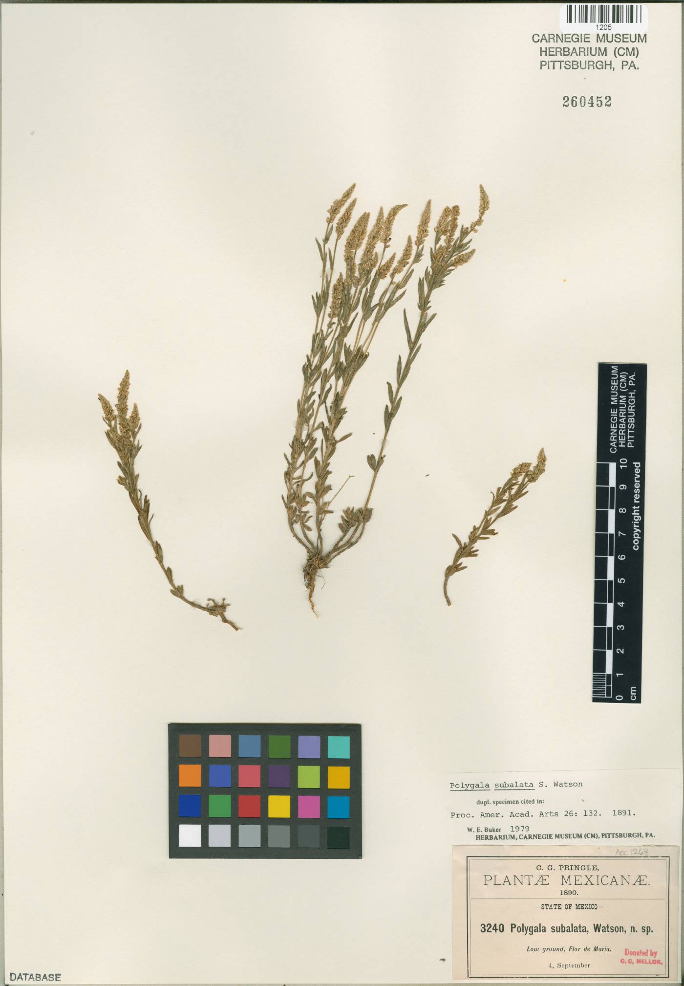 Polygala subulata image