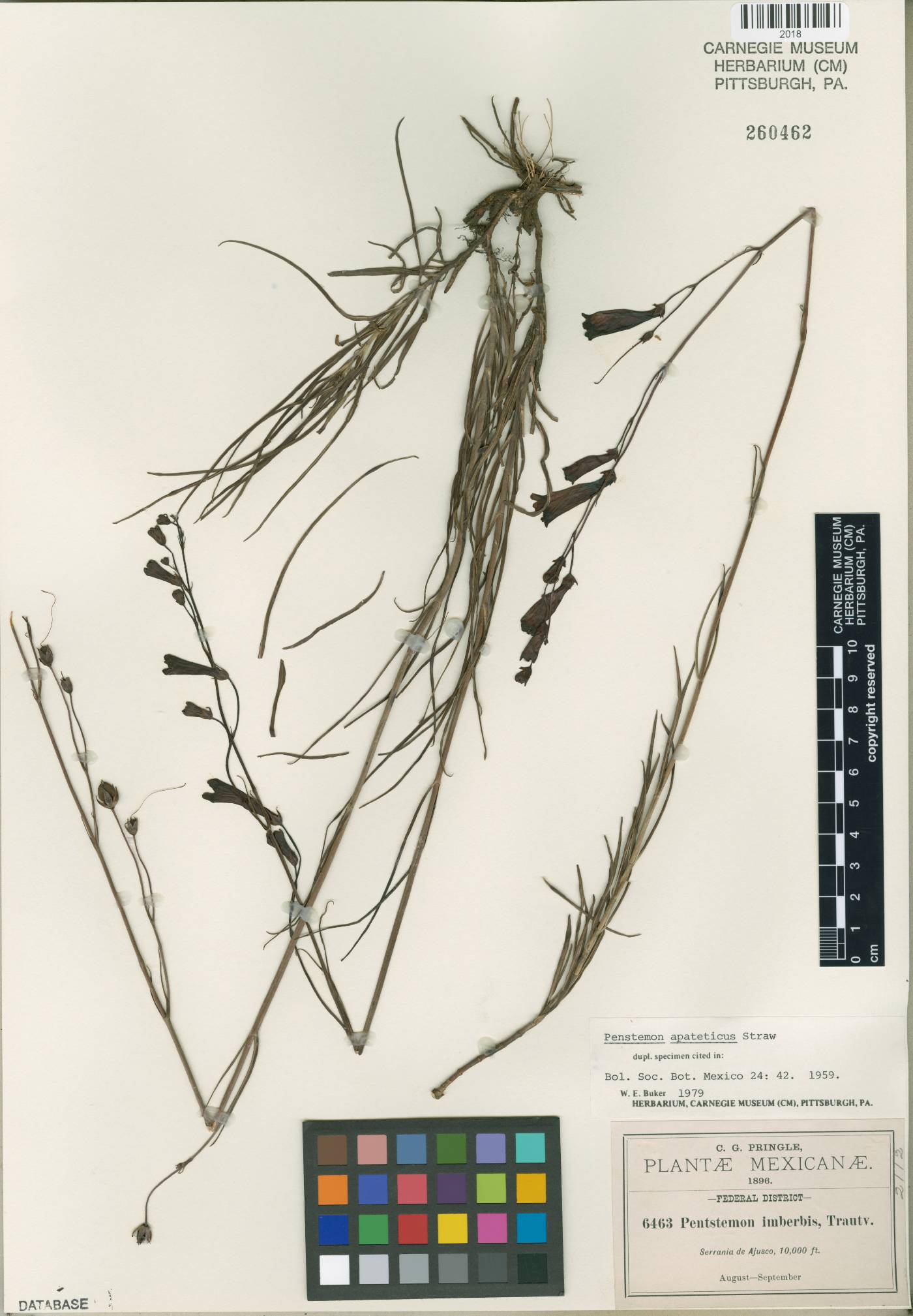 Penstemon apateticus image