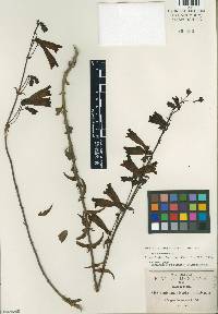 Penstemon isophyllus image