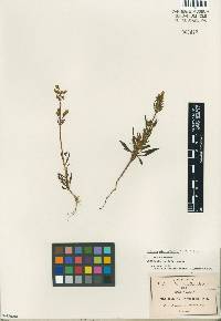 Image of Halenia brevicornis