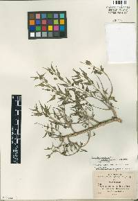 Image of Talayotea trachyantha