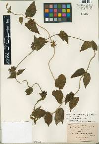 Matelea gonoloboides image