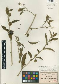 Image of Ehretia latifolia