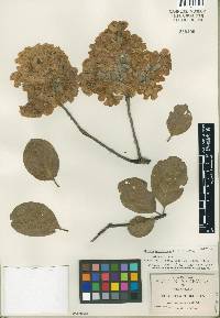 Cordia morelosana image