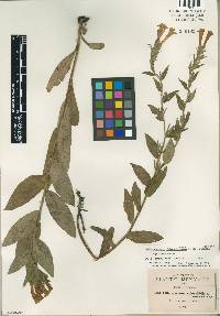 Lithospermum oblongifolium image