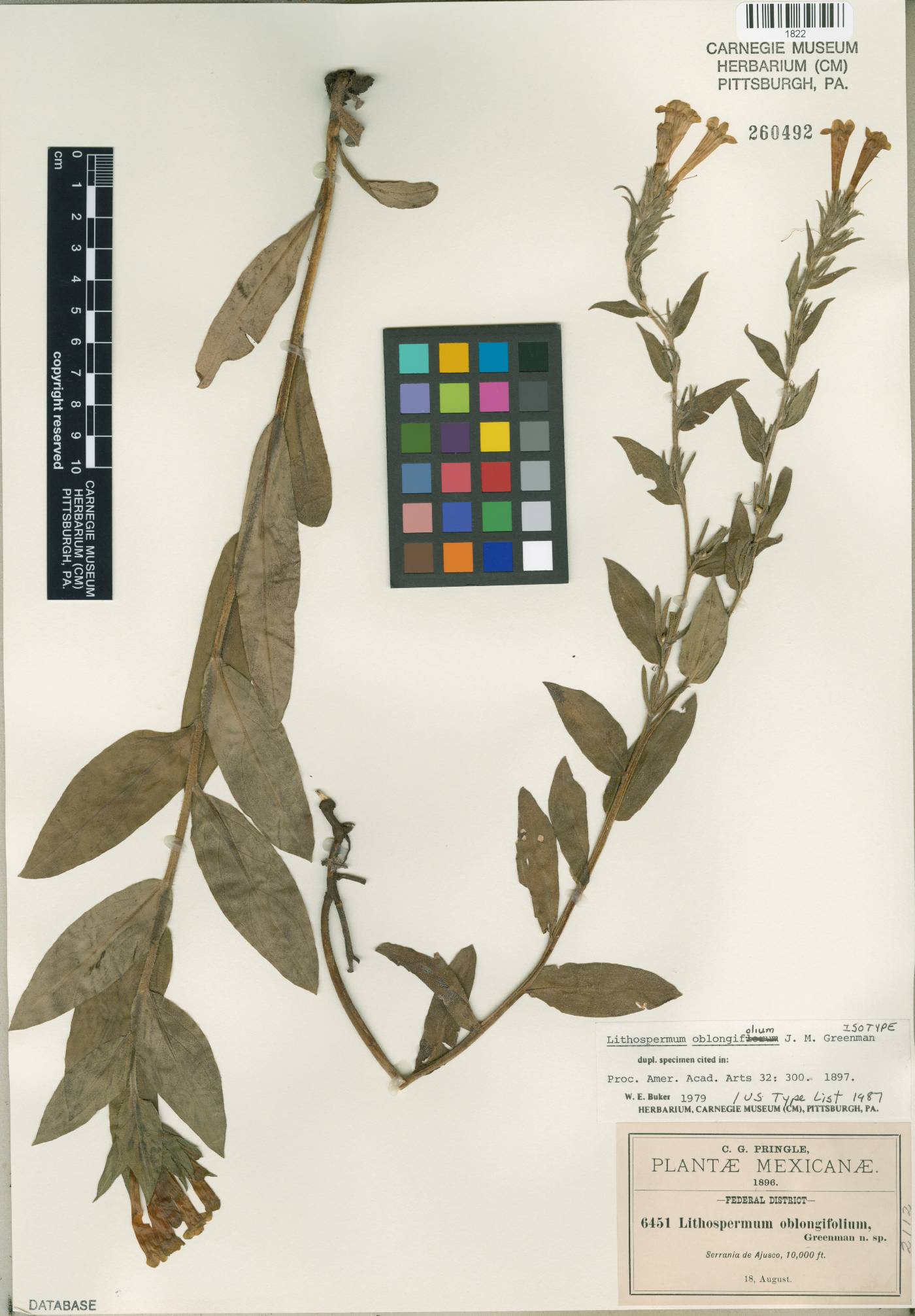 Lithospermum oblongifolium image