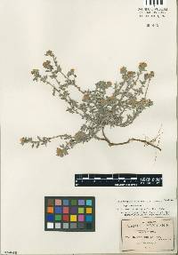 Heliotropium axillare image