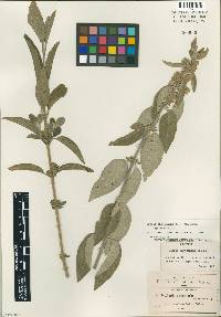 Lippia chrysantha image