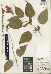 Image of Salvia cinnabarina