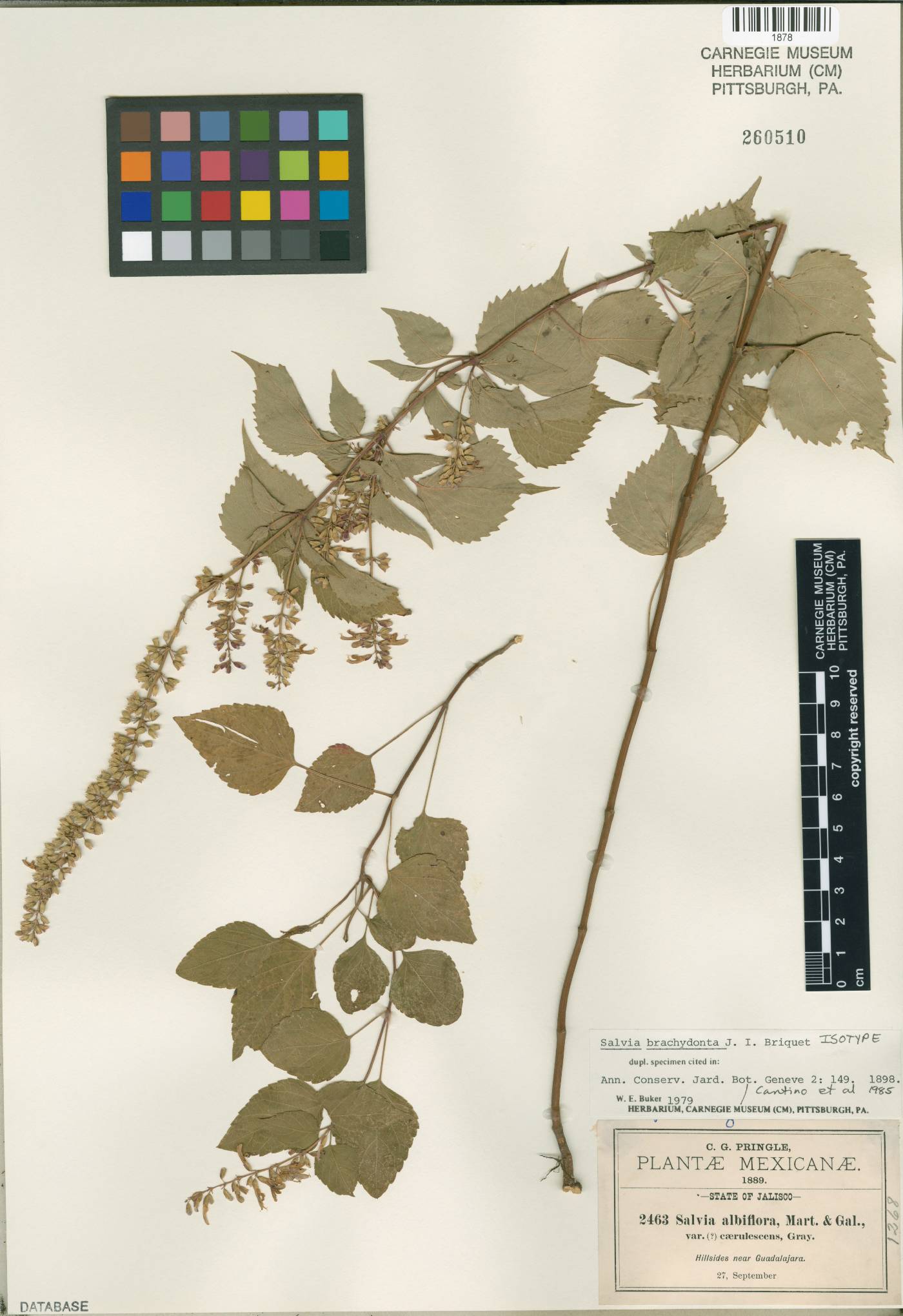 Salvia brachyodonta image