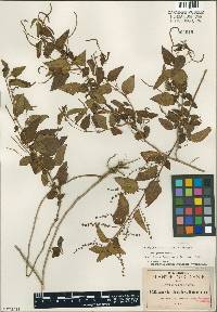 Image of Acalypha dissitiflora