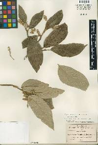 Styrax ramirezii image