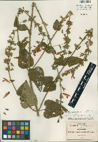 Salvia pulchella image