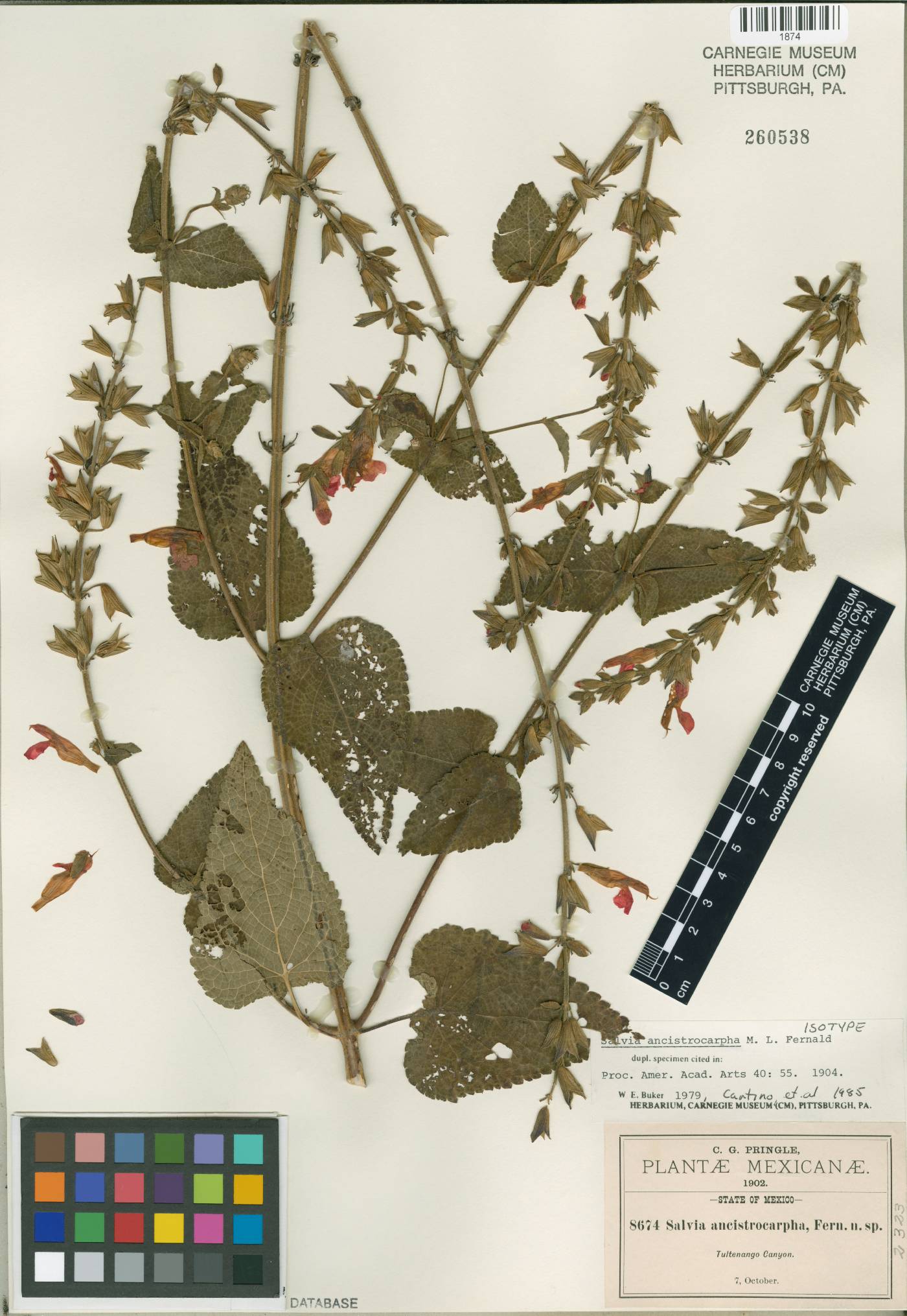 Salvia pulchella image