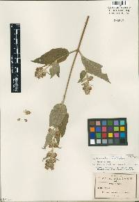 Image of Hyptis oblongifolia
