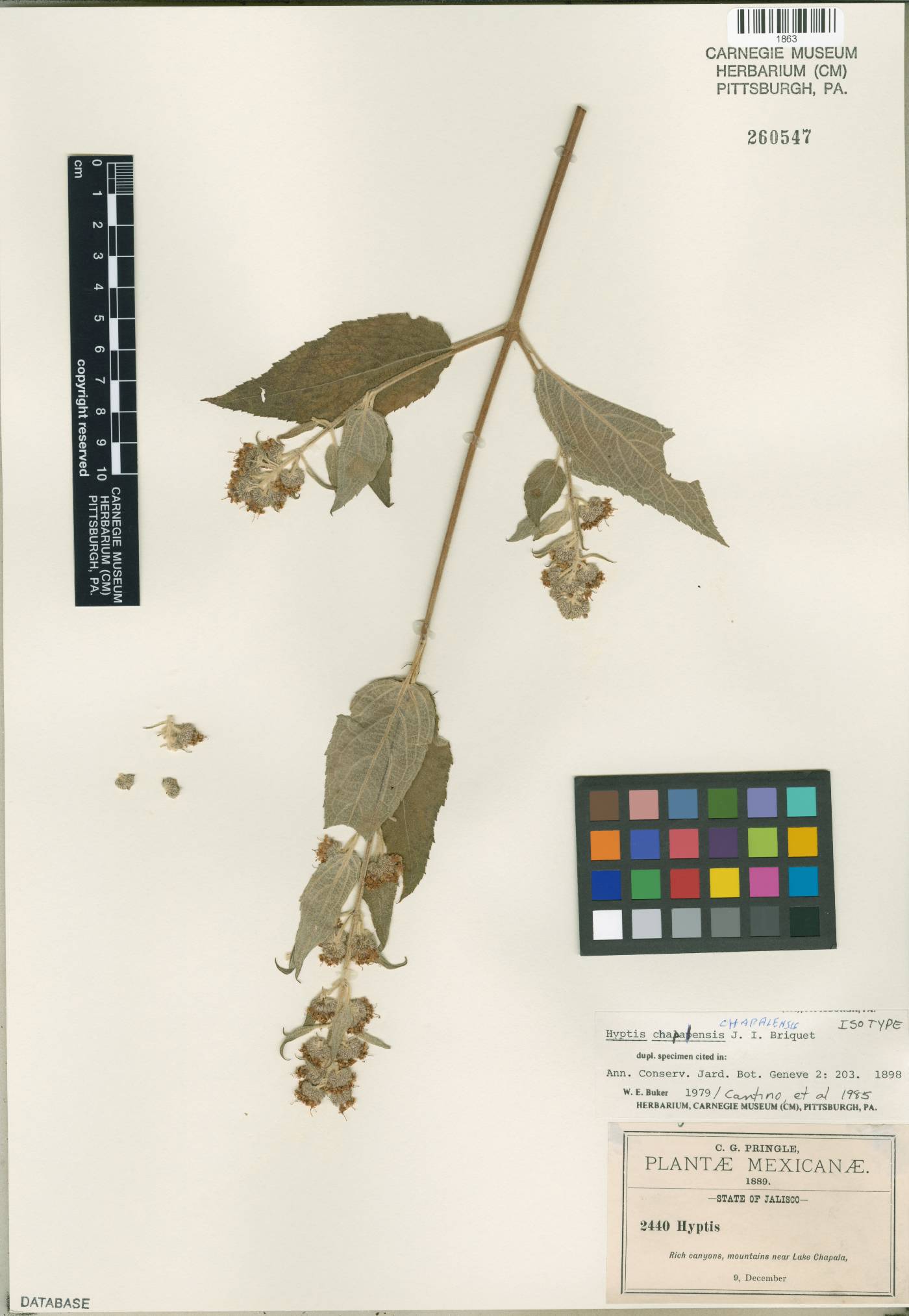 Hyptis oblongifolia image