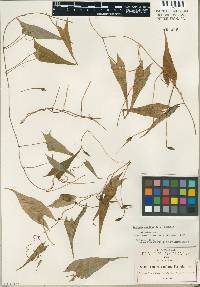 Image of Ipomoea caudata