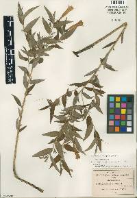 Image of Macromeria pringlei