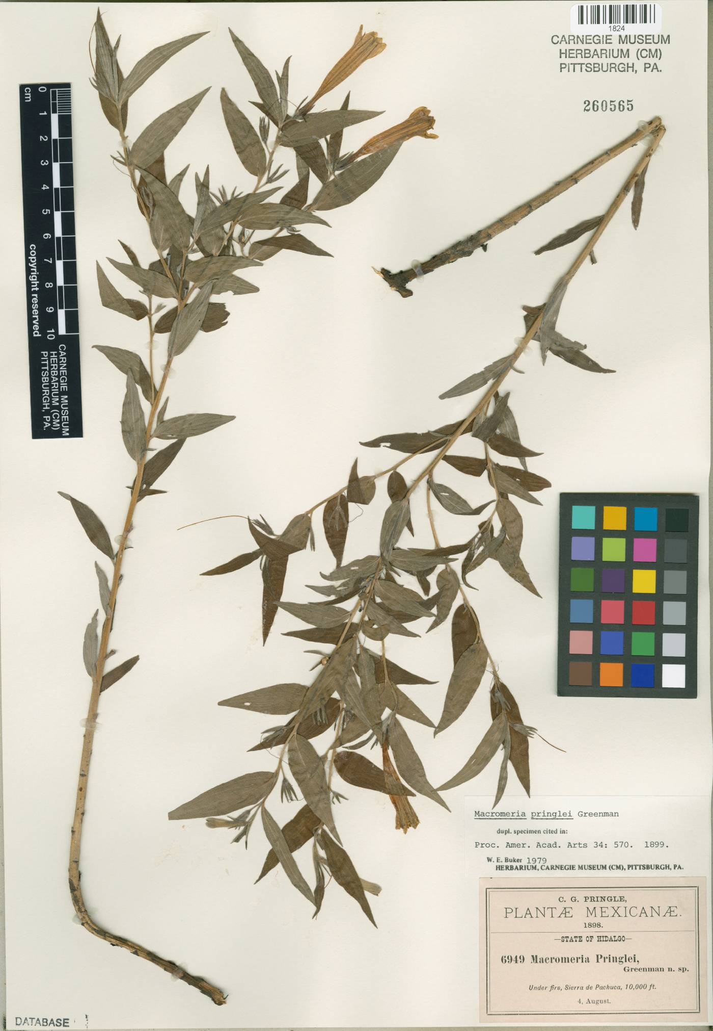 Macromeria pringlei image