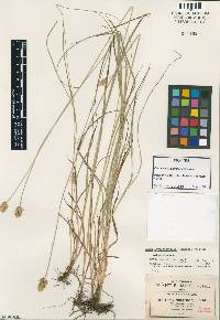 Image of Carex involucratella