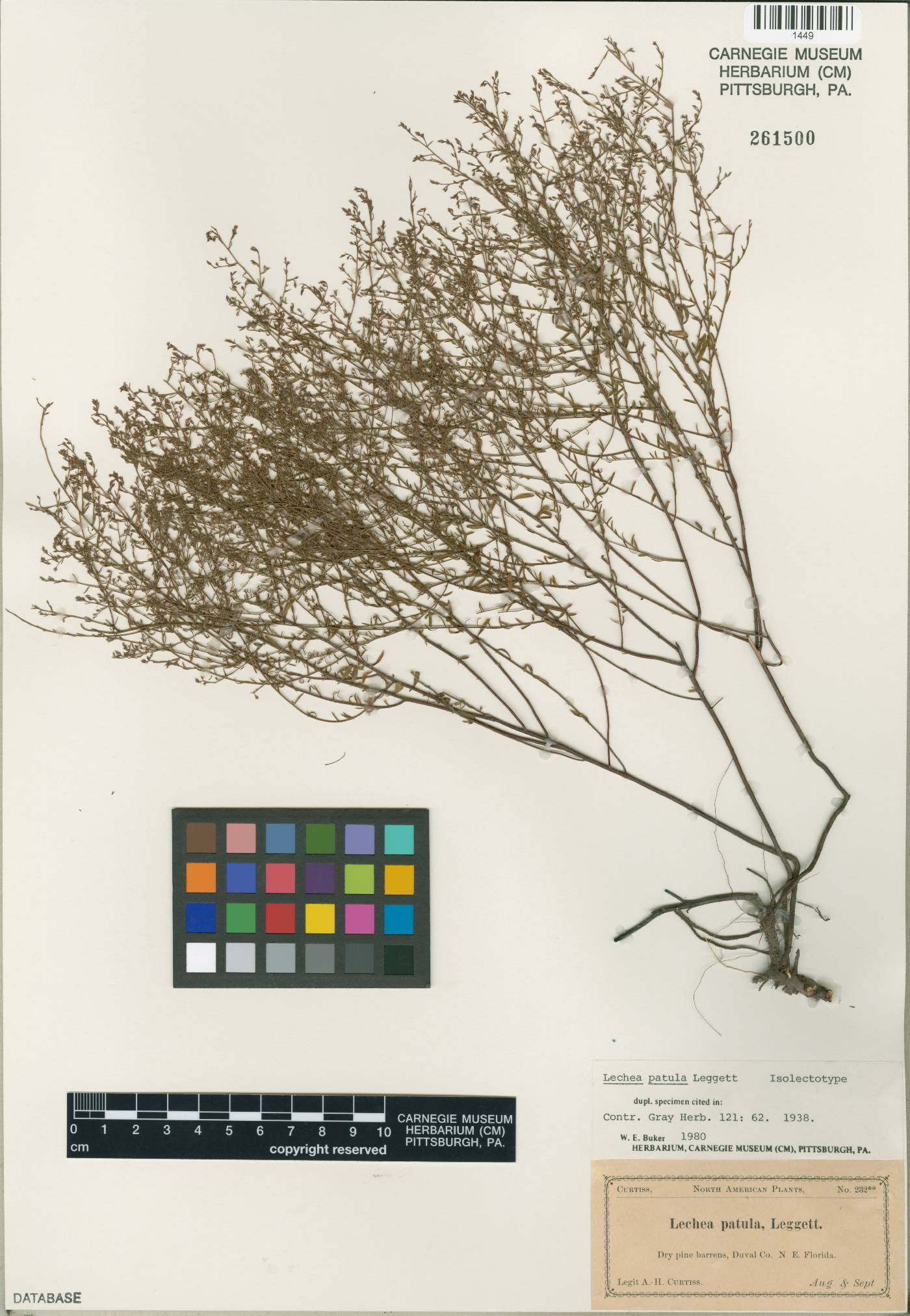 Lechea patula image