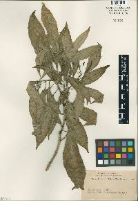 Eumachia leptothyrsa image
