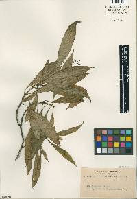 Eumachia leptothyrsa image
