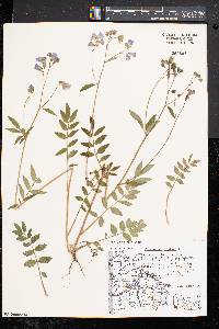 Polemonium reptans image