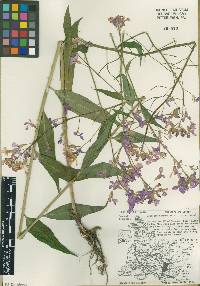 Hesperis matronalis image