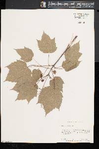 Acer spicatum image