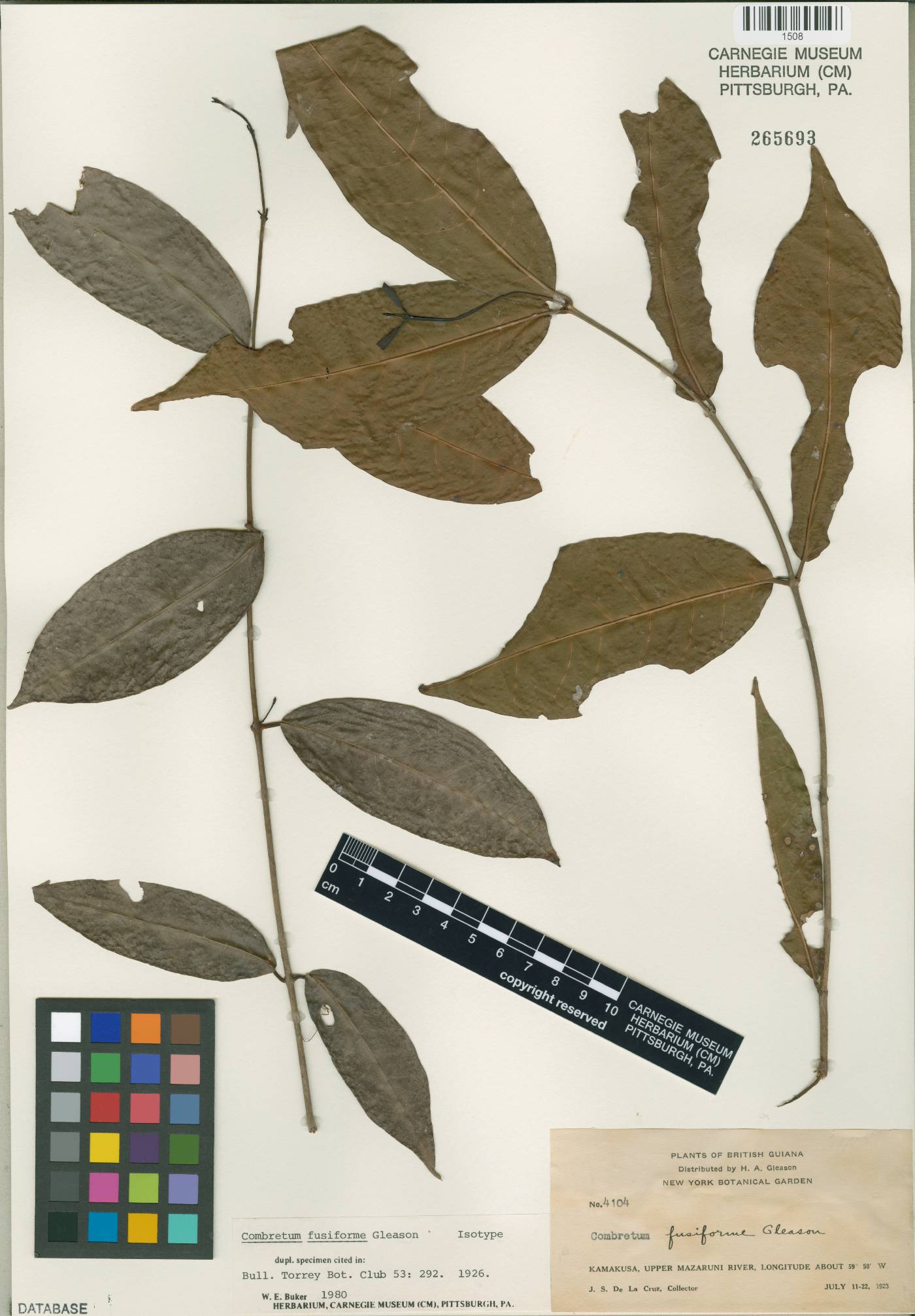 Combretum glabrum image