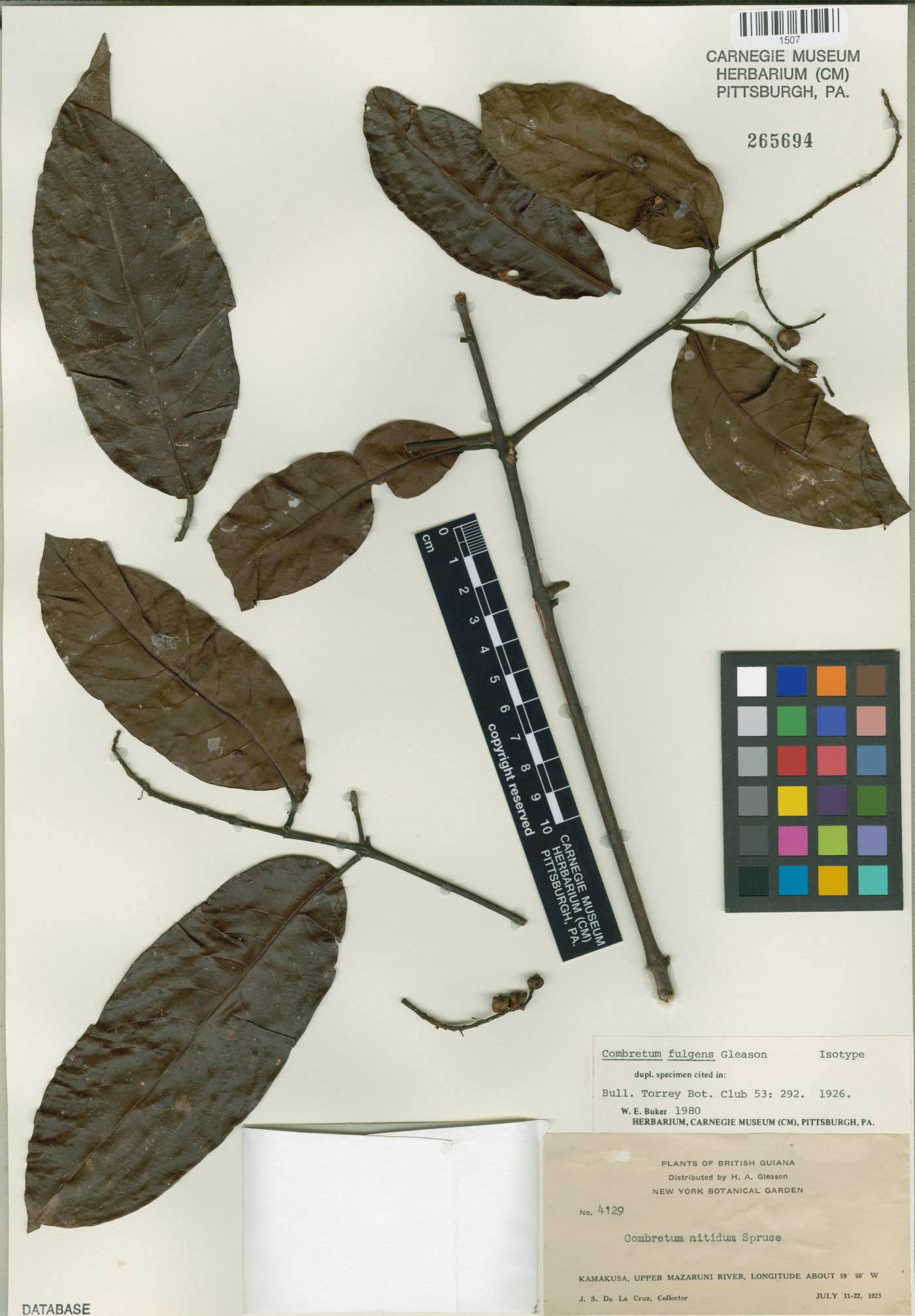 Combretum laxum image