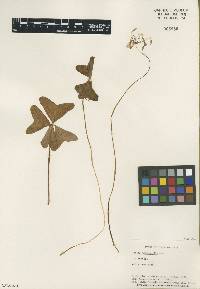 Oxalis tetraphylla image