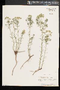 Euphorbia cyparissias image