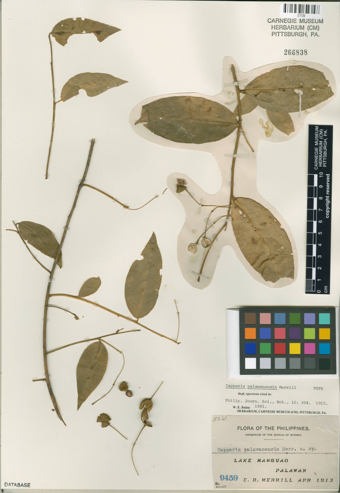 Capparis lobbiana image