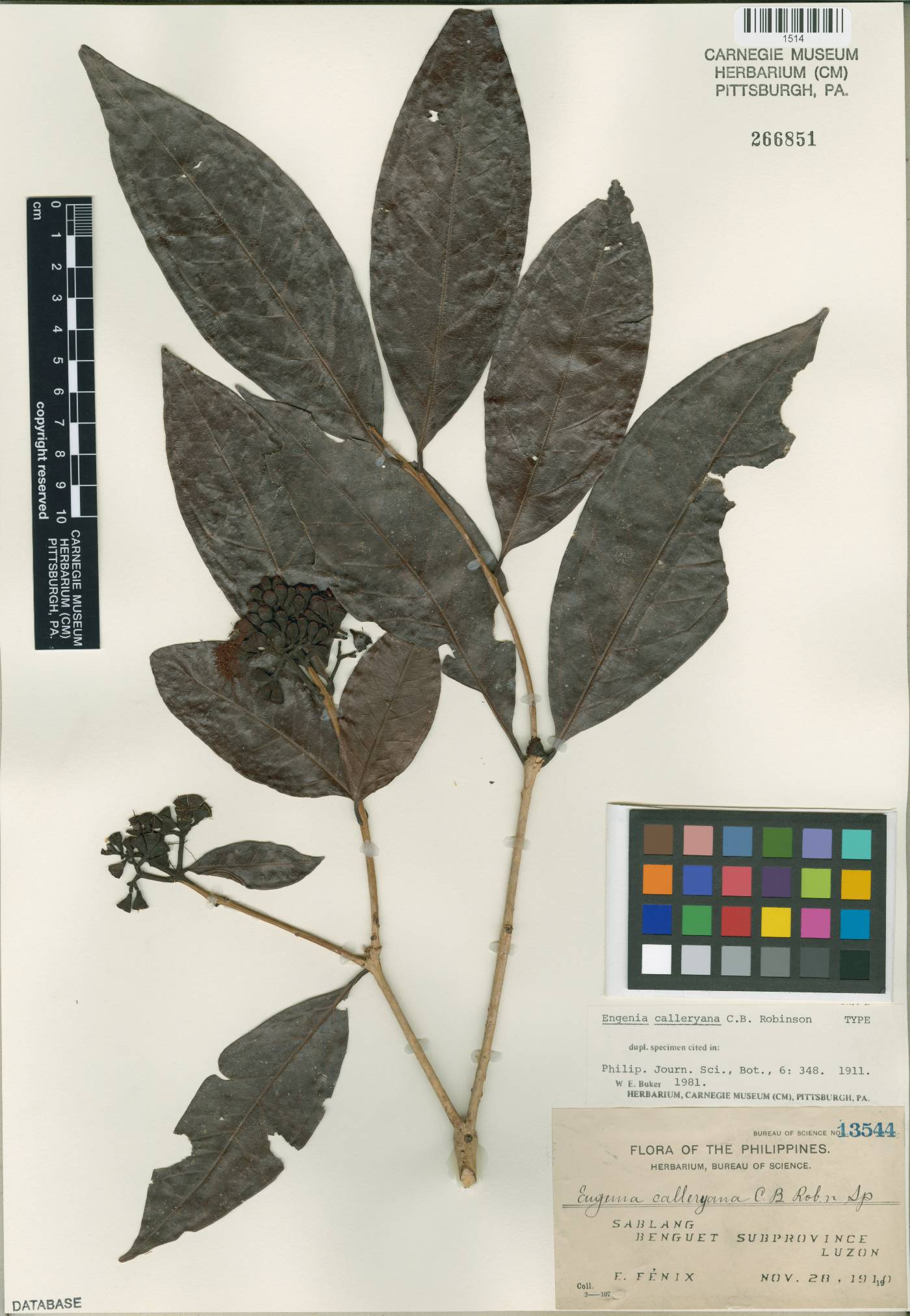 Syzygium calleryanum image