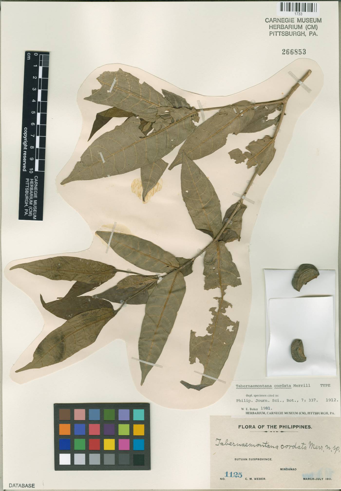 Tabernaemontana cordata image