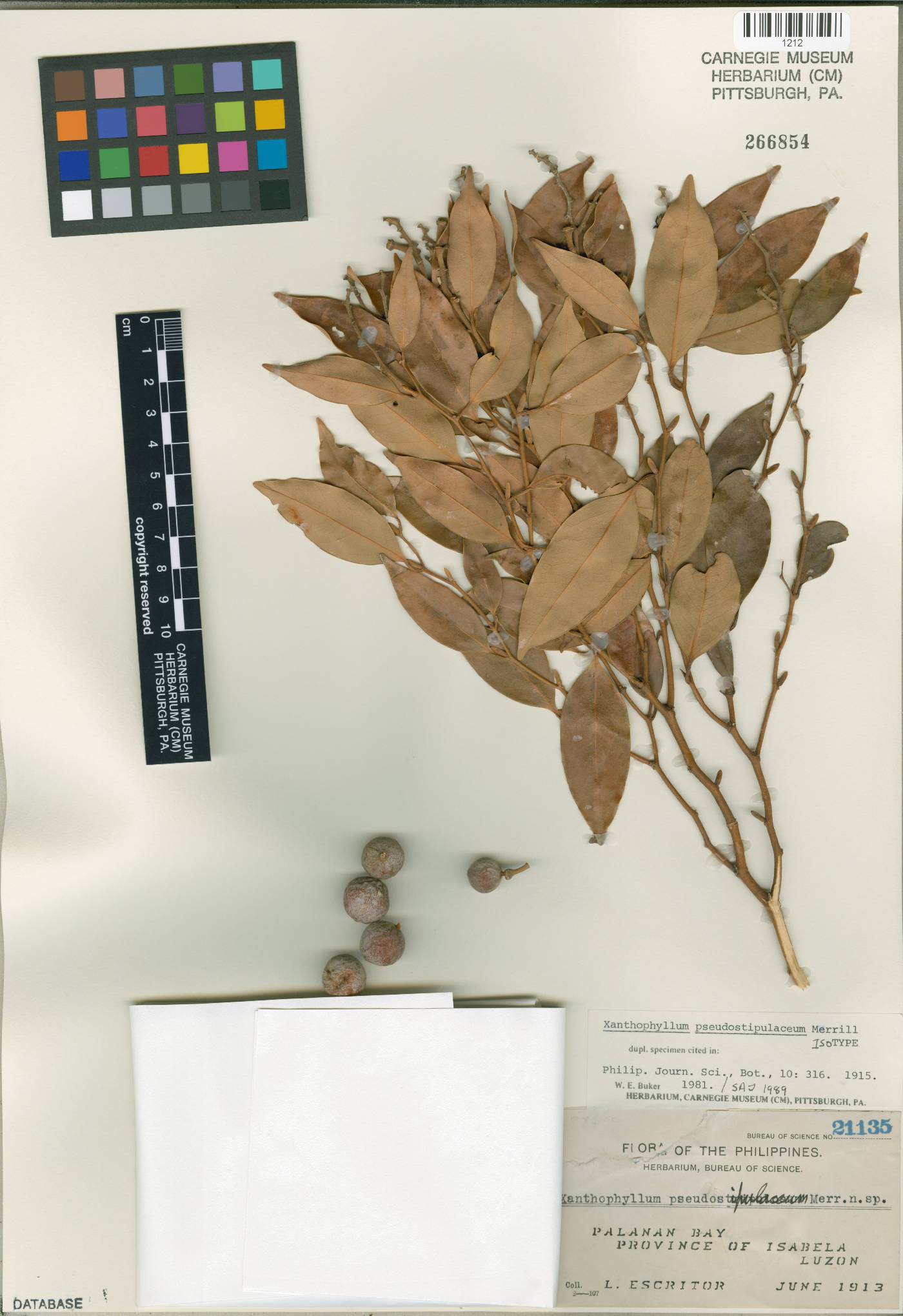 Xanthophyllum griffithii subsp. angustifolium image