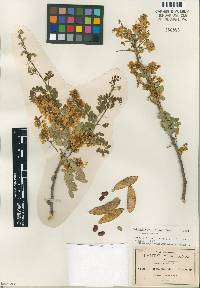 Willardia parviflora image