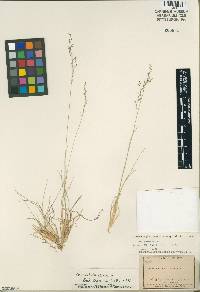 Image of Muhlenbergia jonesii