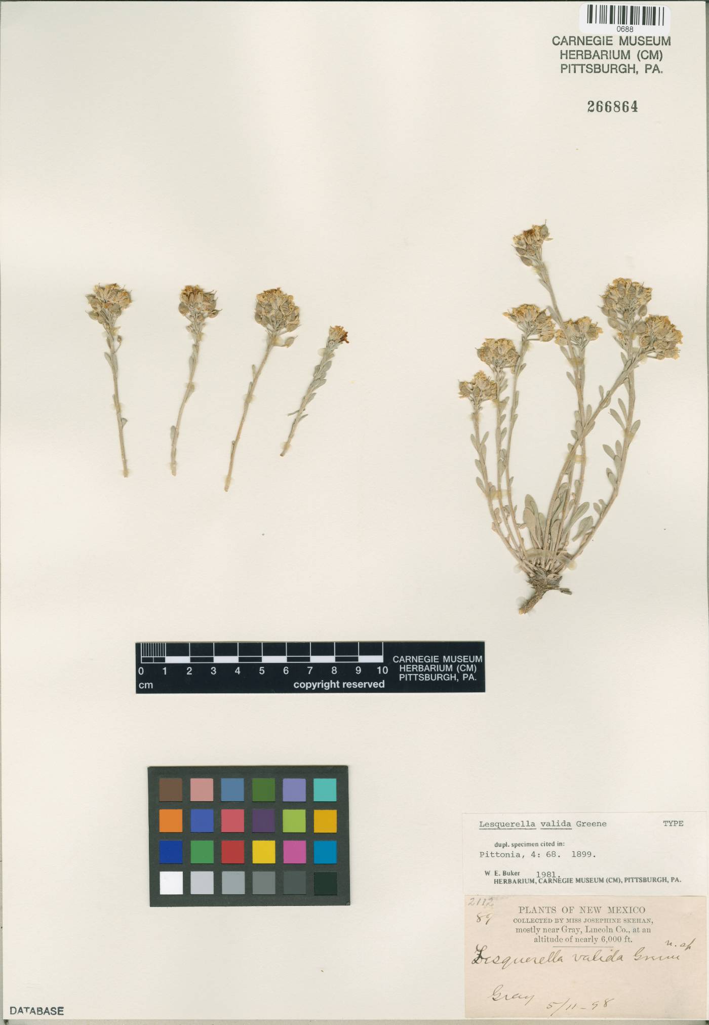 Physaria valida image