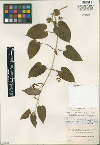 Cynanchum racemosum var. racemosum image