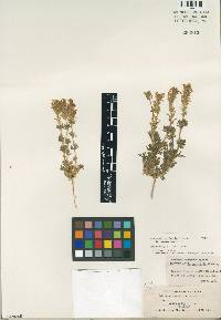 Image of Glandularia quandrangulata